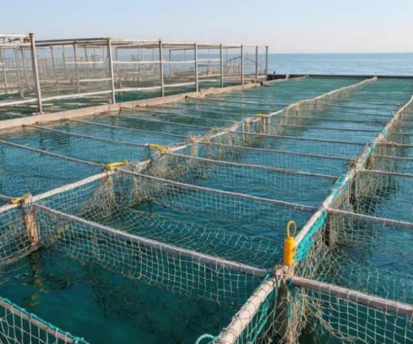 sustainable-aquaculture.jpg
